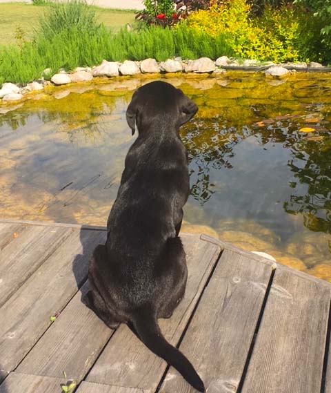 Labrador Hund namens Maggie