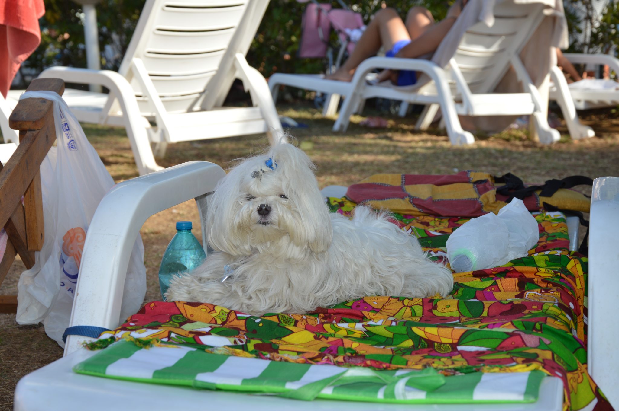 Hundezone am Pool auf Camping Albatros