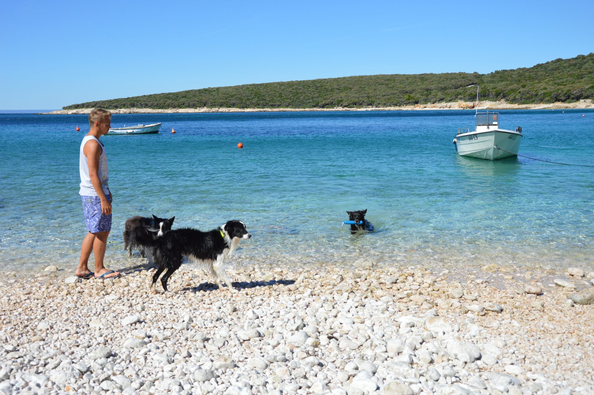 Lukas Pratschker mit Border Collies