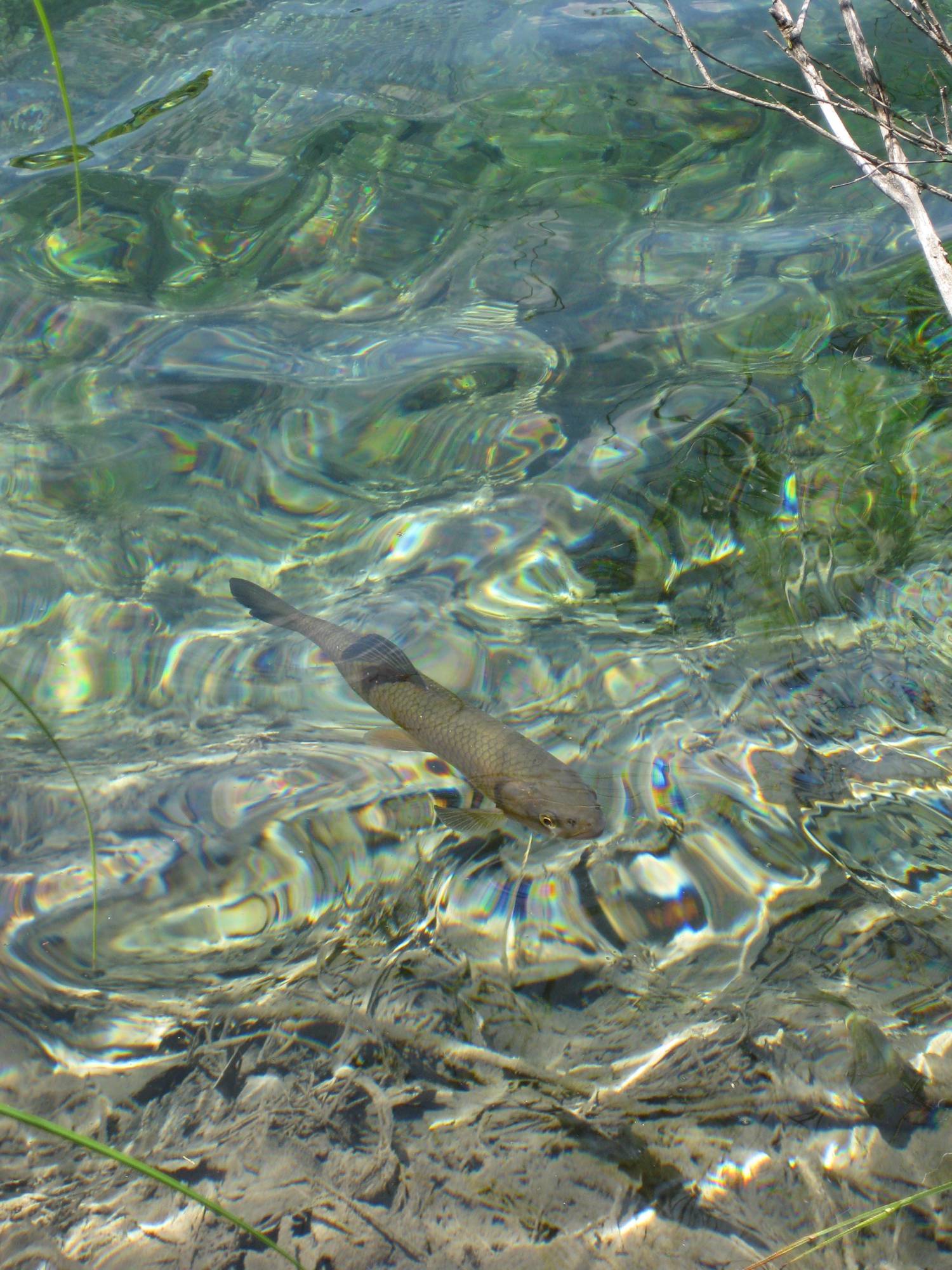 Der Nationalpark beherbergt auch eine Vielzahl von Fischen.