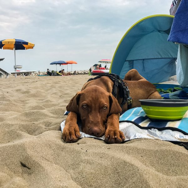 Urlaub-mit-Hund-in-Italien
